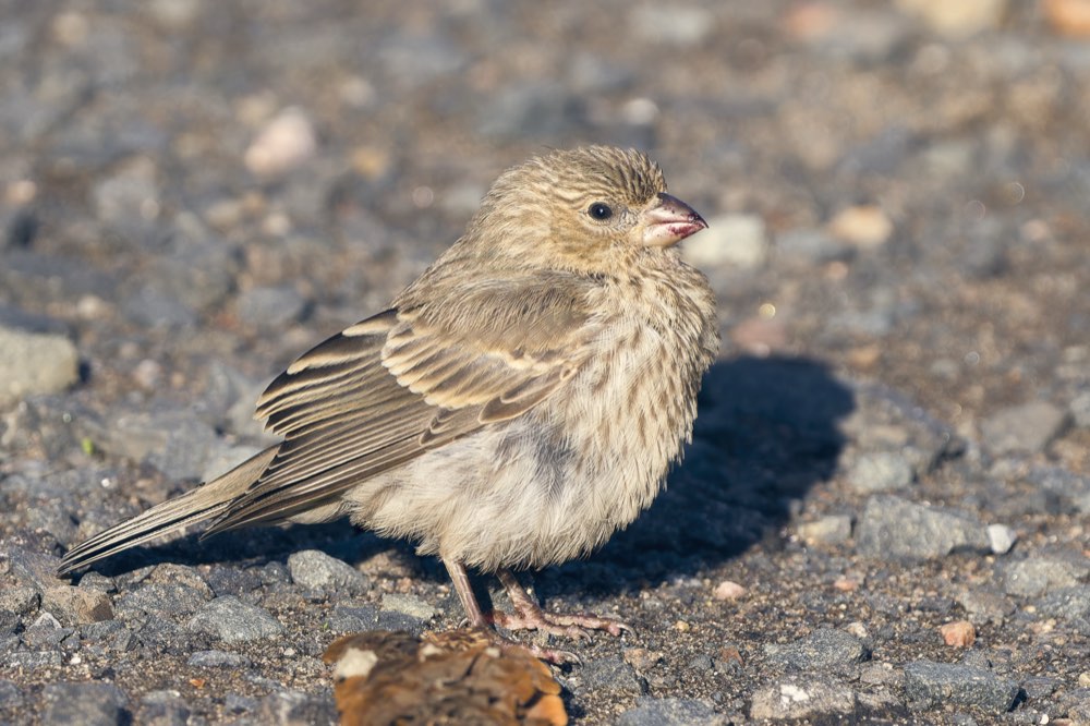 Female House Finch