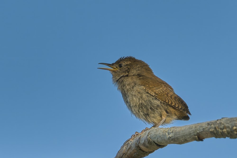 House Wren
