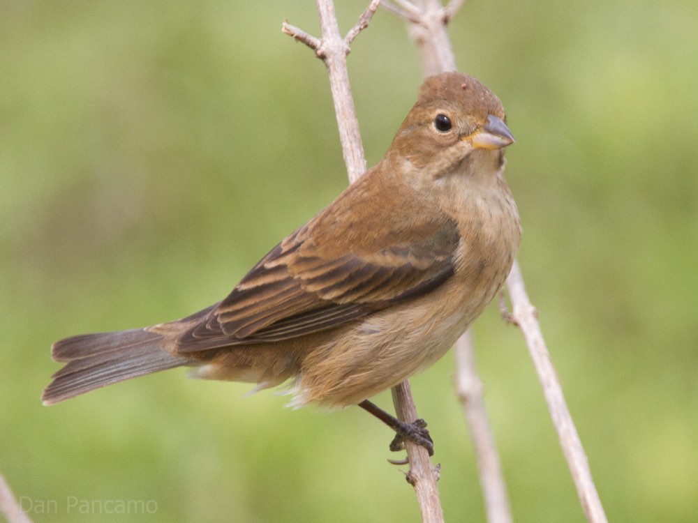 Female Indigo Bunting