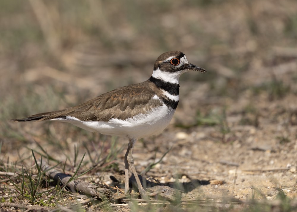 Male Killdeer