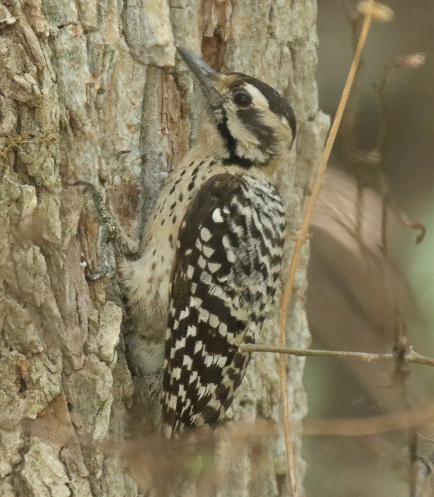 Ladder-backed Woodpecker
