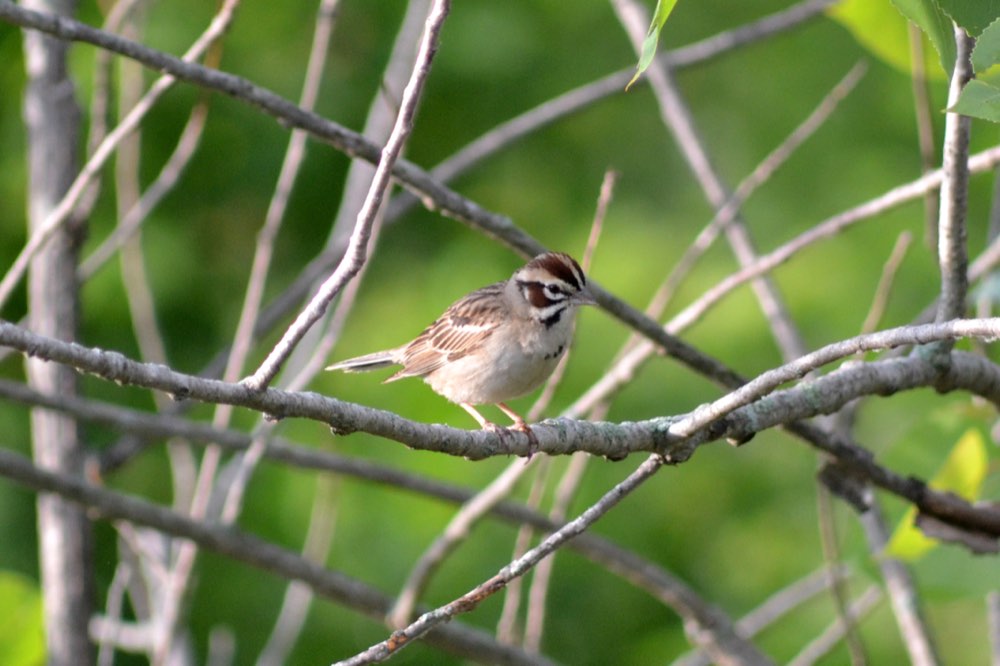 Lark Sparrow