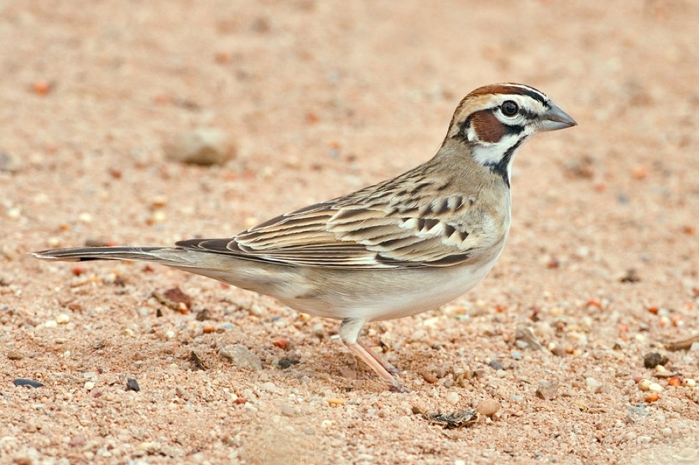 Lark Sparrow