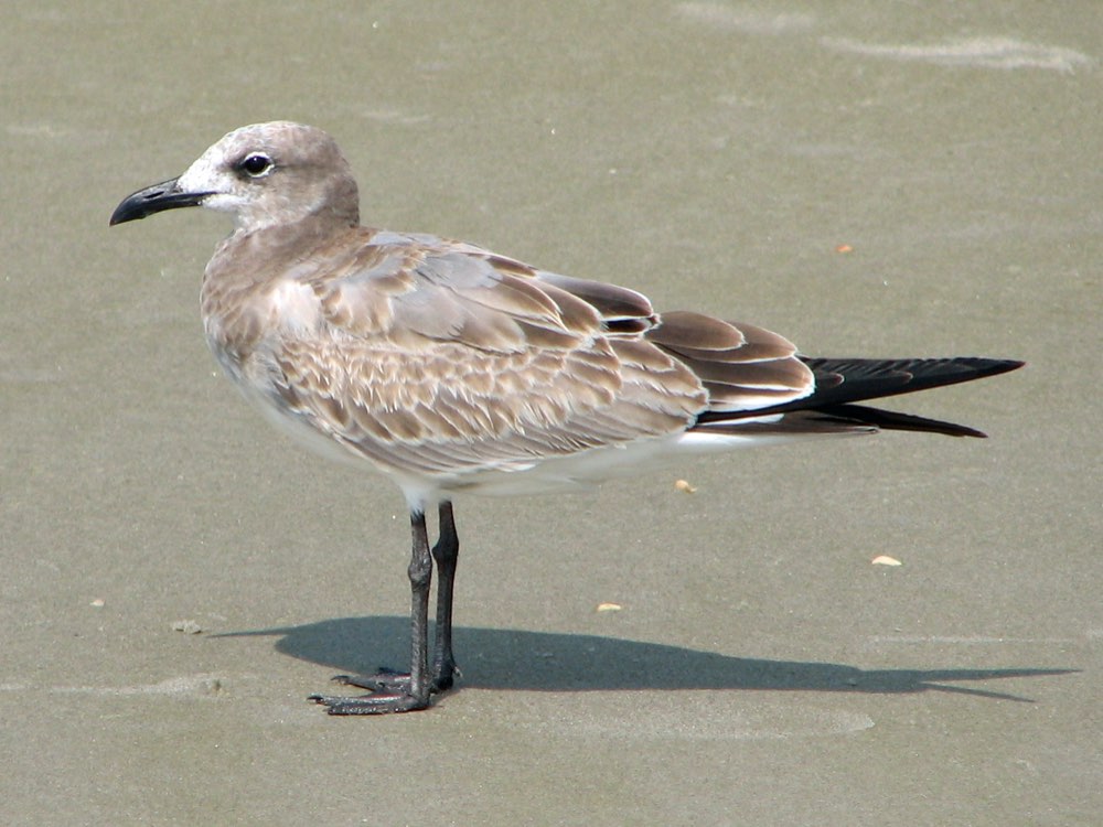 Laughing Gull
