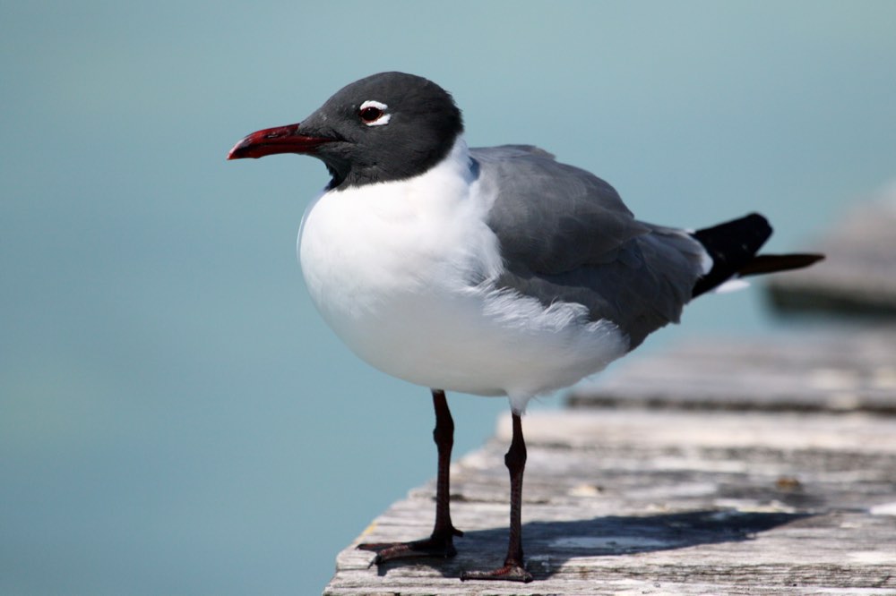 Laughing Gull