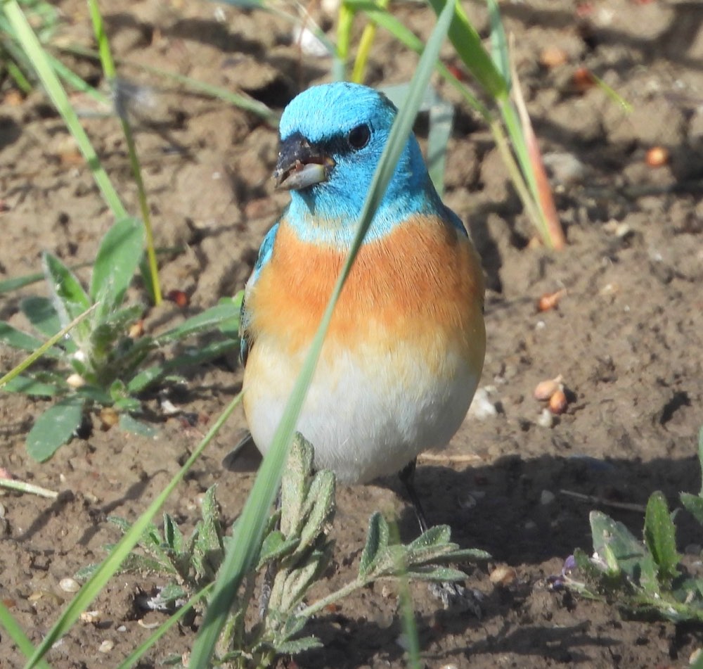 Lazuli Bunting