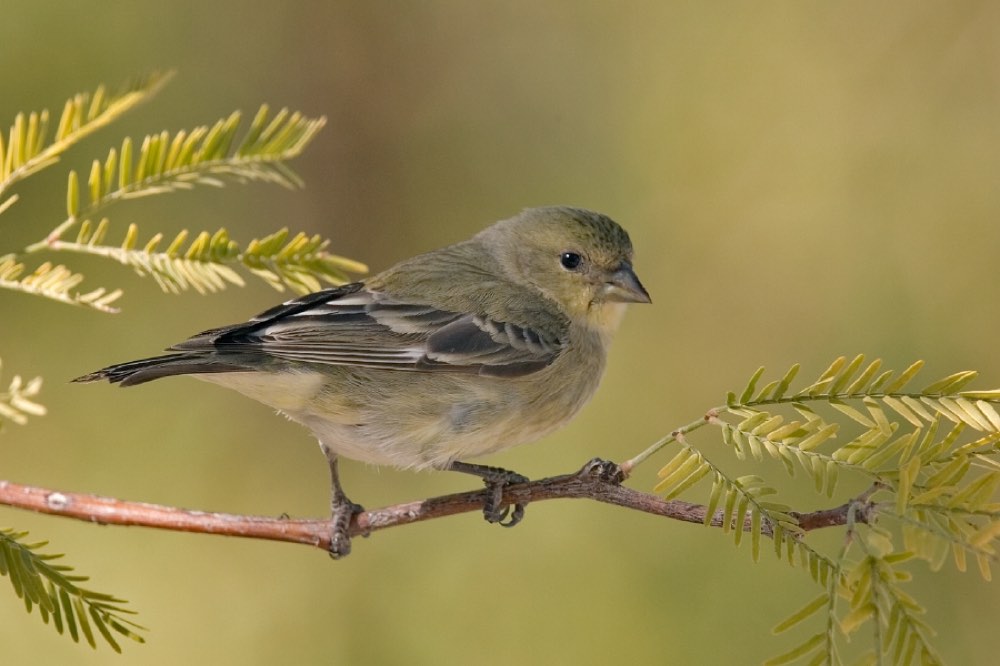 Female Lesser Goldfinch