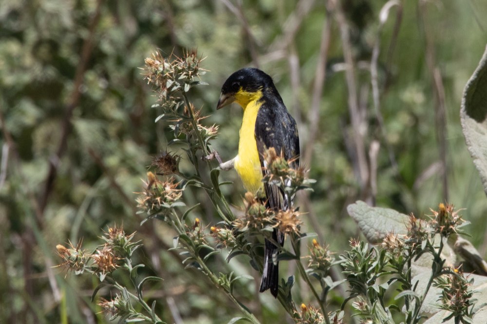 Lesser Goldfinch
