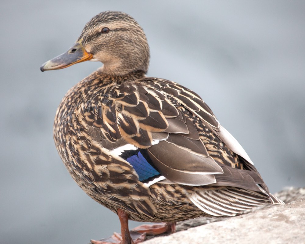 Female Mallard