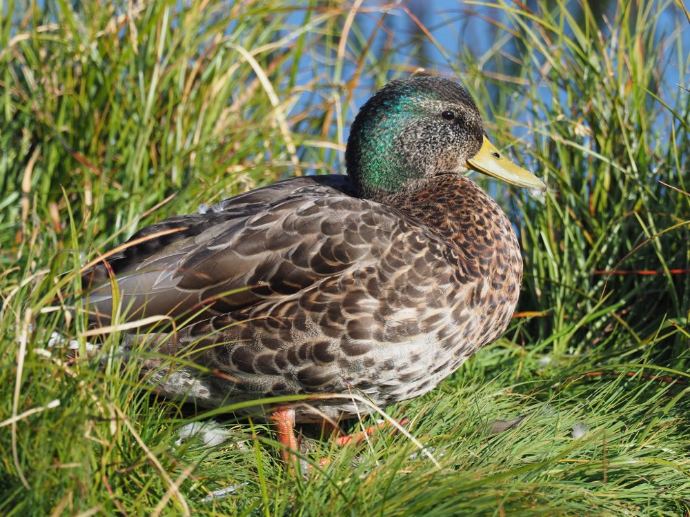 Mallard