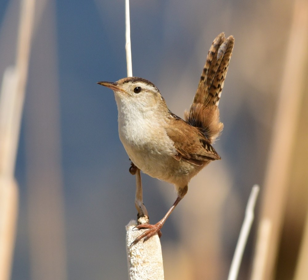 Marsh Wren