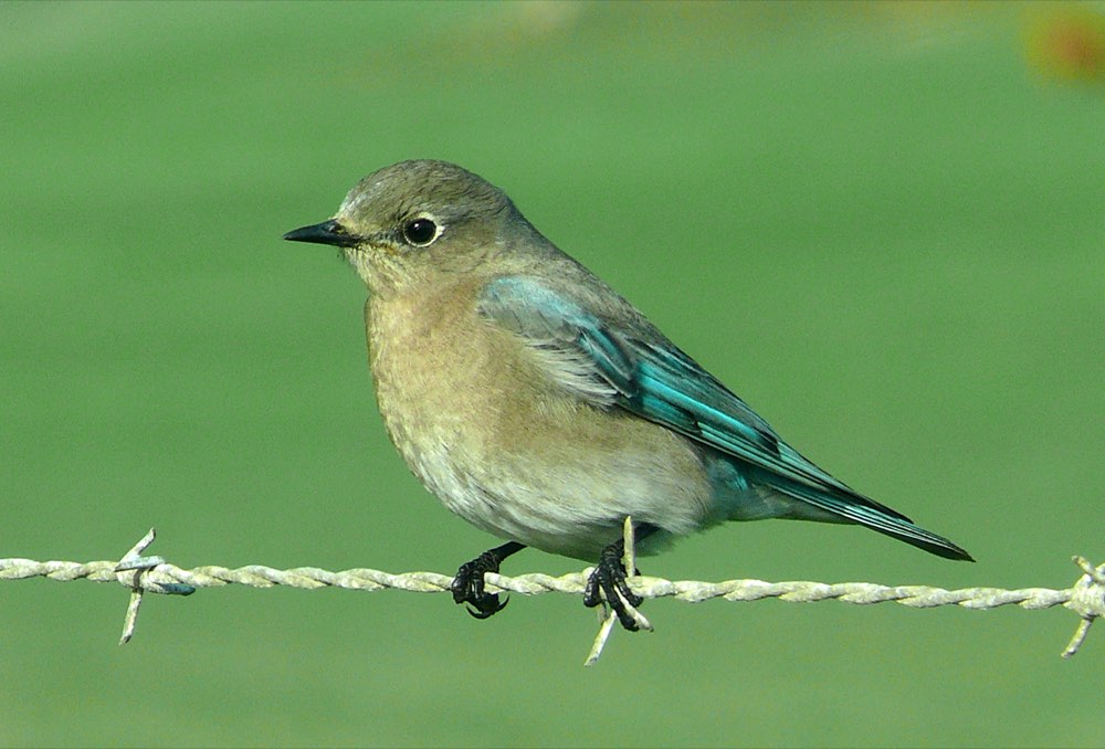 Female Mountain Bluebird