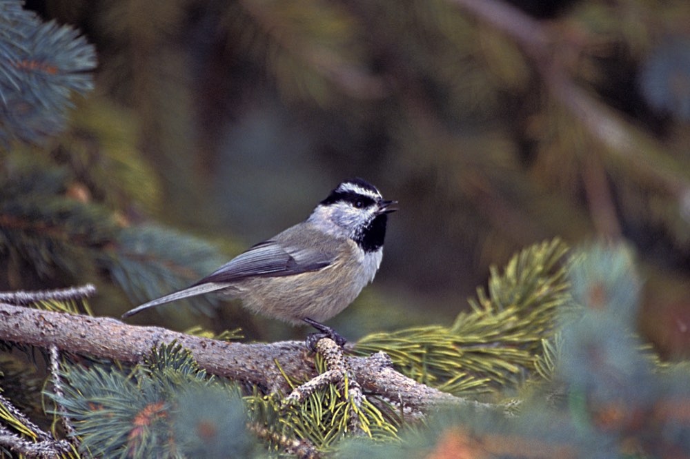Mountain Chickadee