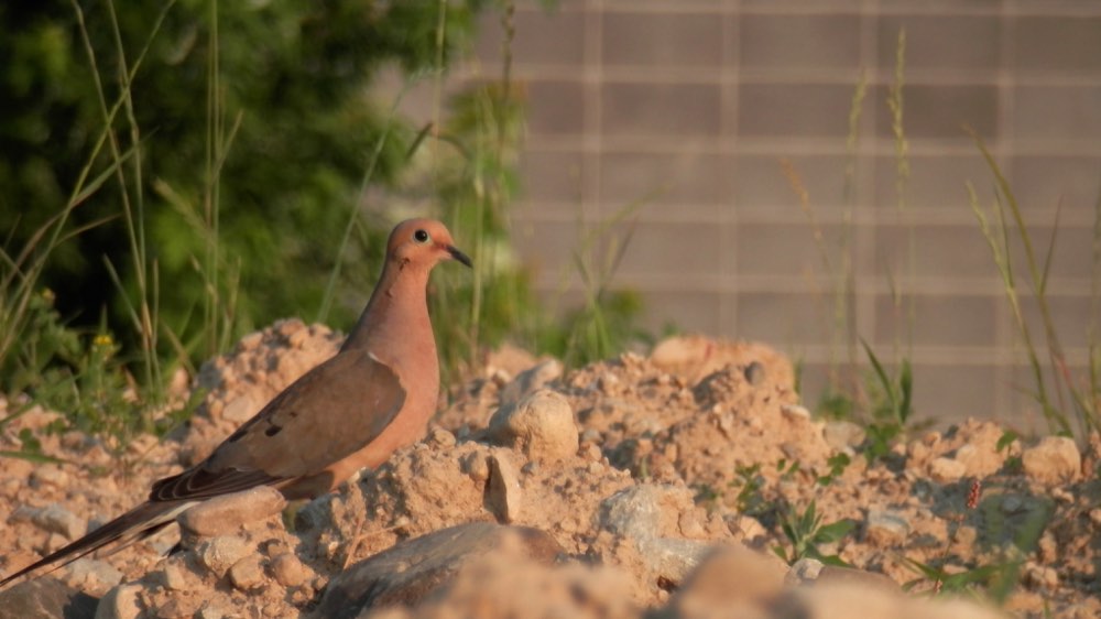 Mourning Dove