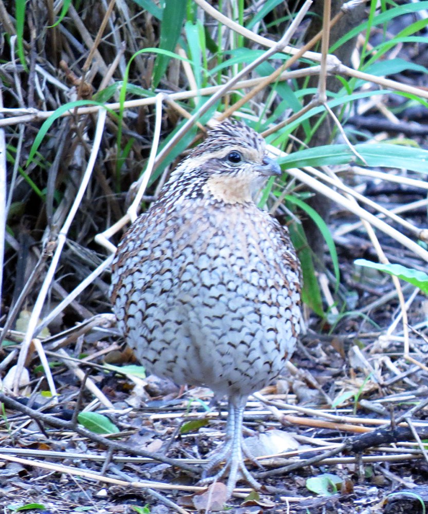 Female Northern Bobwhite