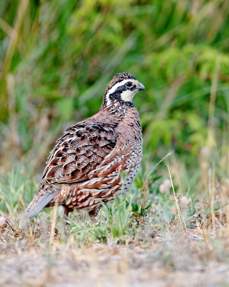 Northern Bobwhite