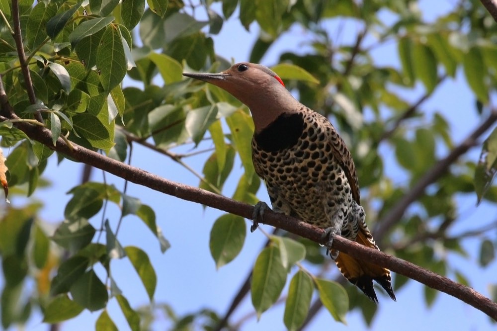 Female Northern Flicker