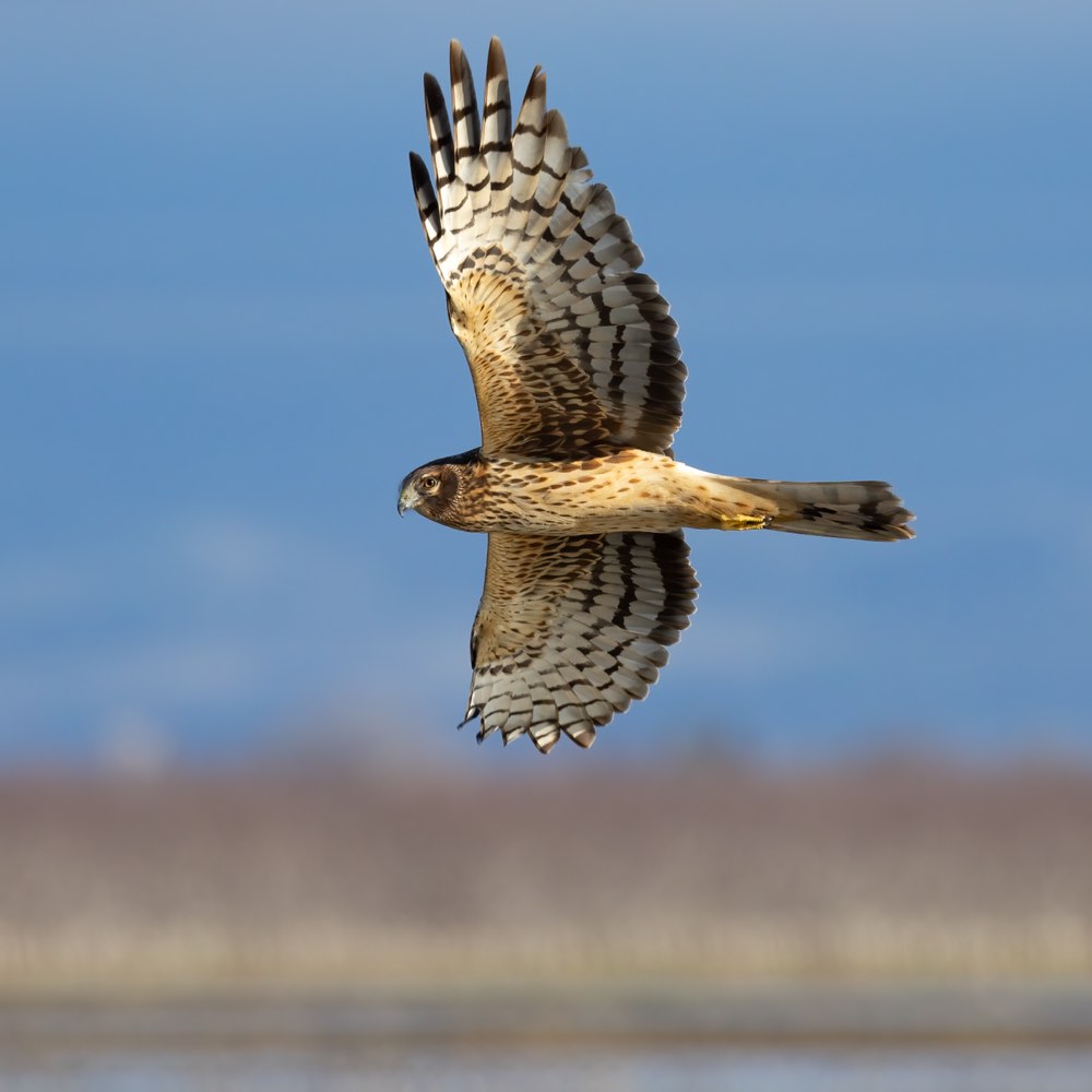 Female Northern Harrier