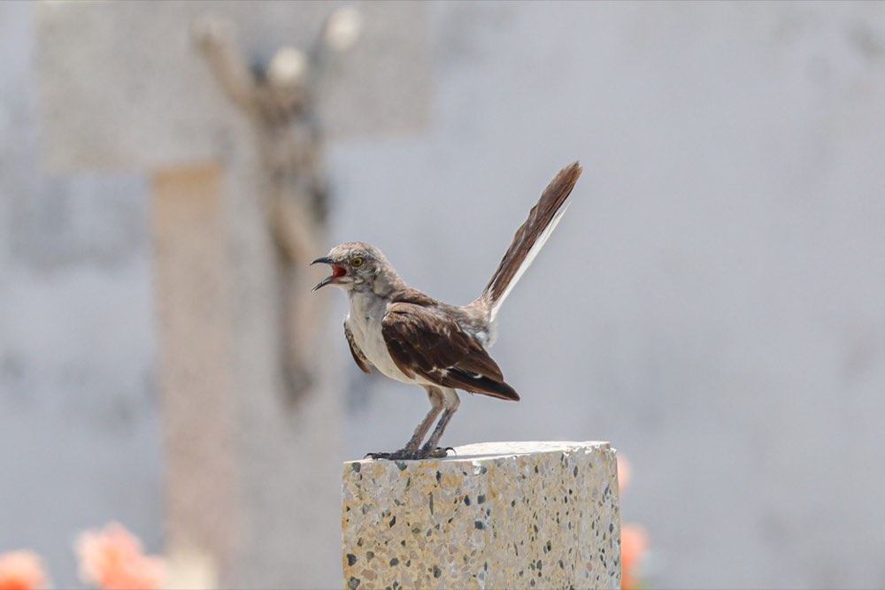 Northern Mockingbird
