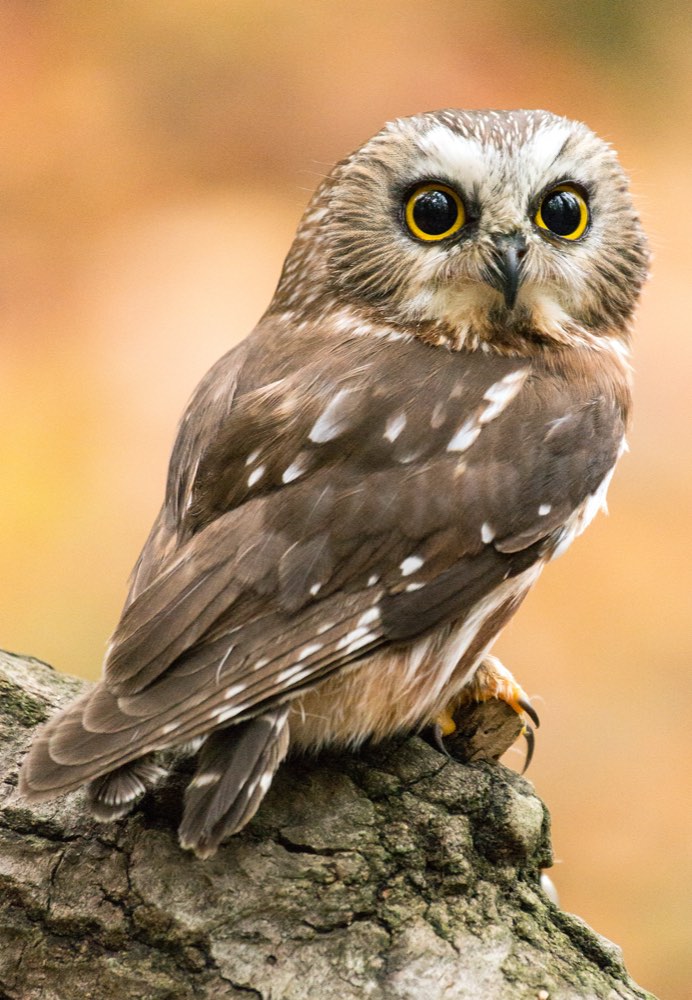 Northern Saw-whet Owl