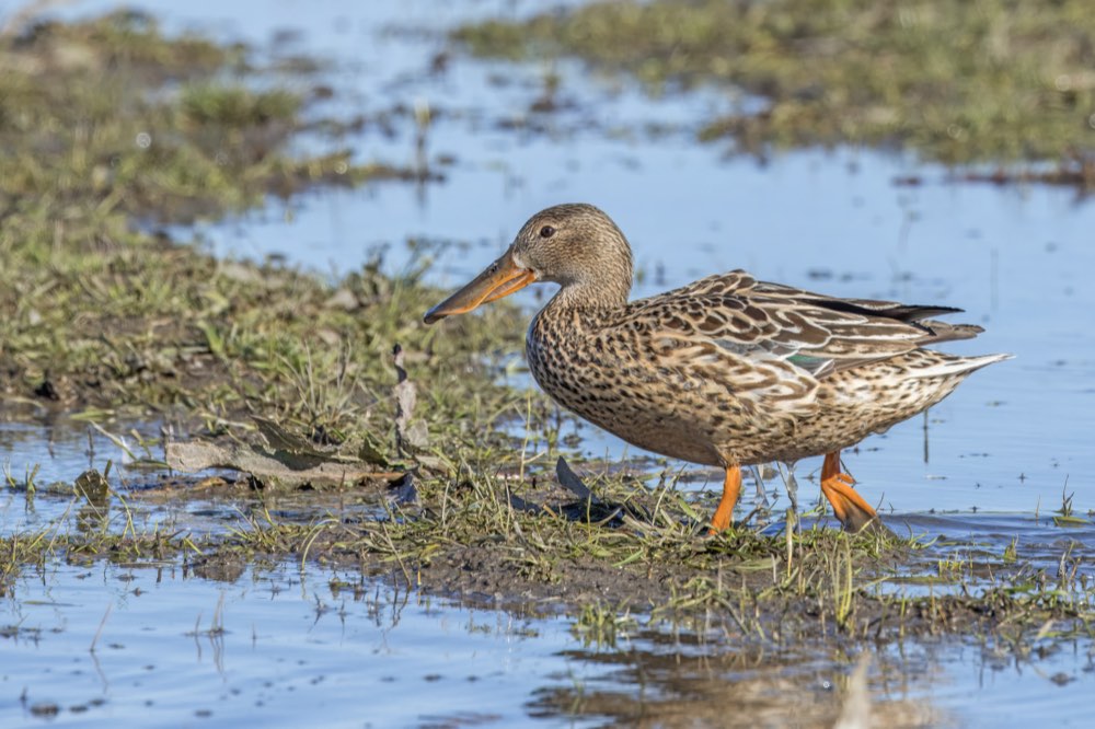 Female Northern Shoveler
