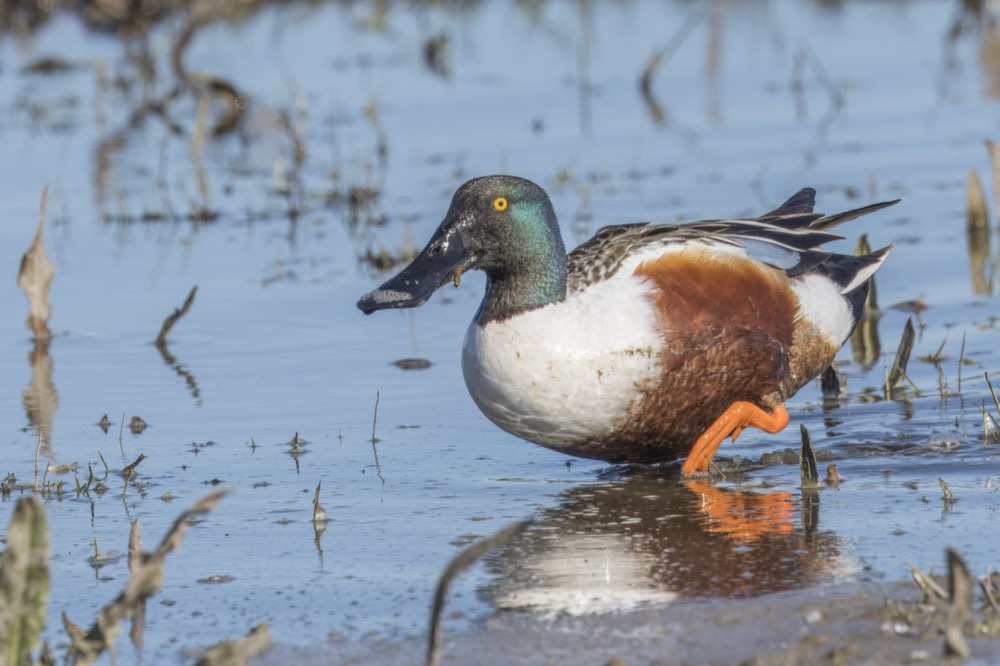 Northern Shoveler