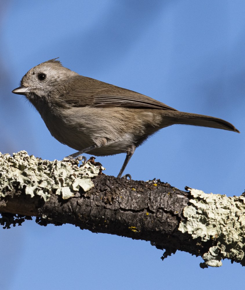 Oak Titmouse