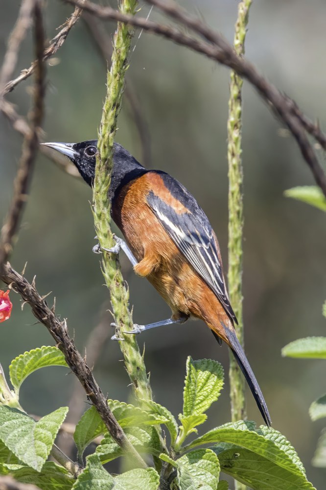 Orchard Oriole