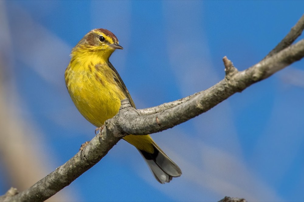 Palm Warbler