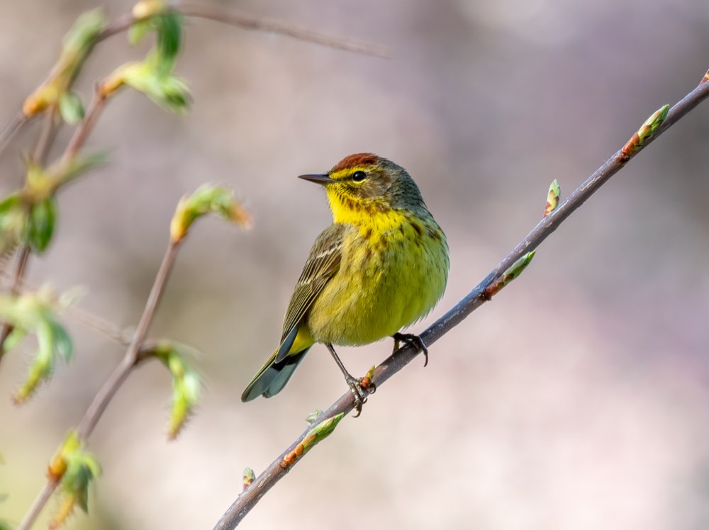 Palm Warbler