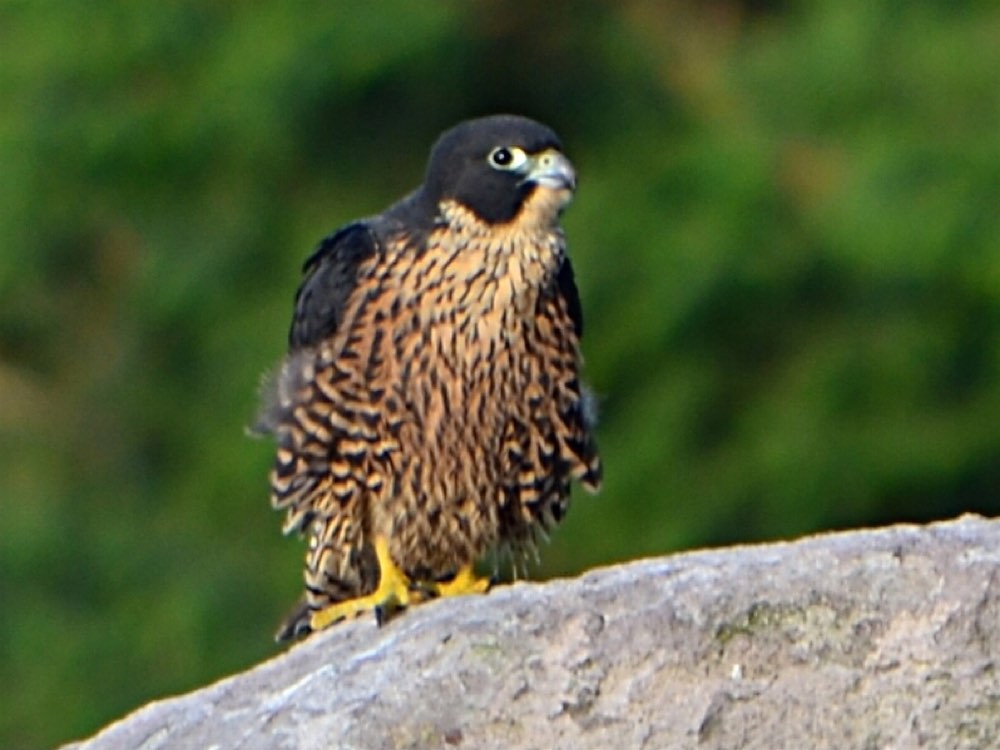 Peregrine Falcon