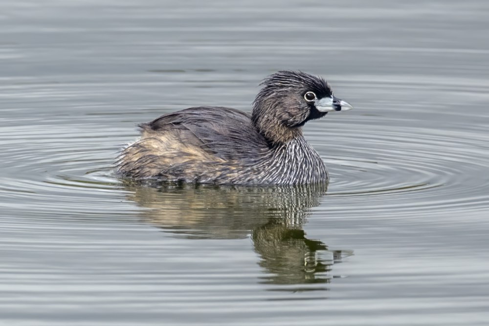 Pied-billed Grebe
