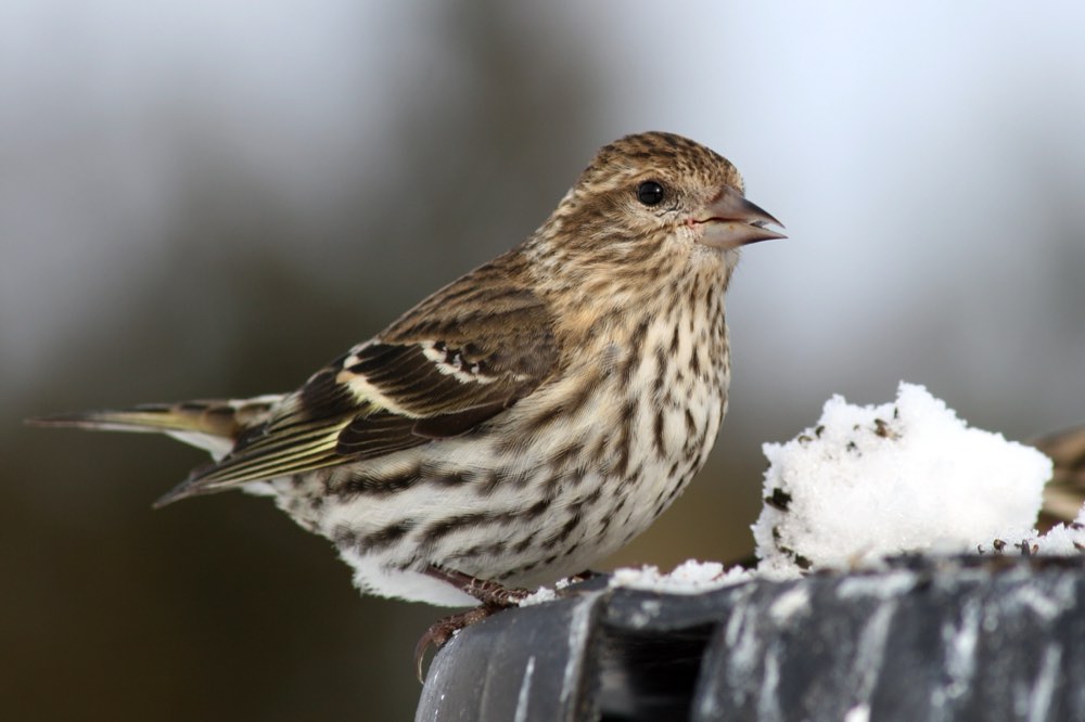 Female Pine Siskin