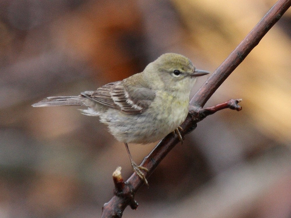 Female Pine Warbler