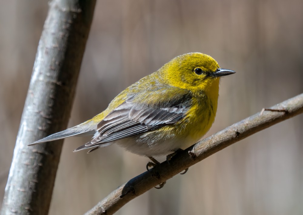 Male Pine Warbler