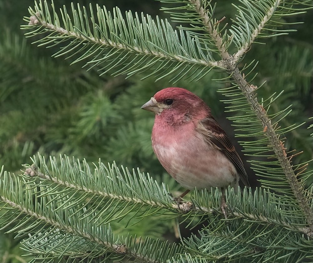 Purple Finch