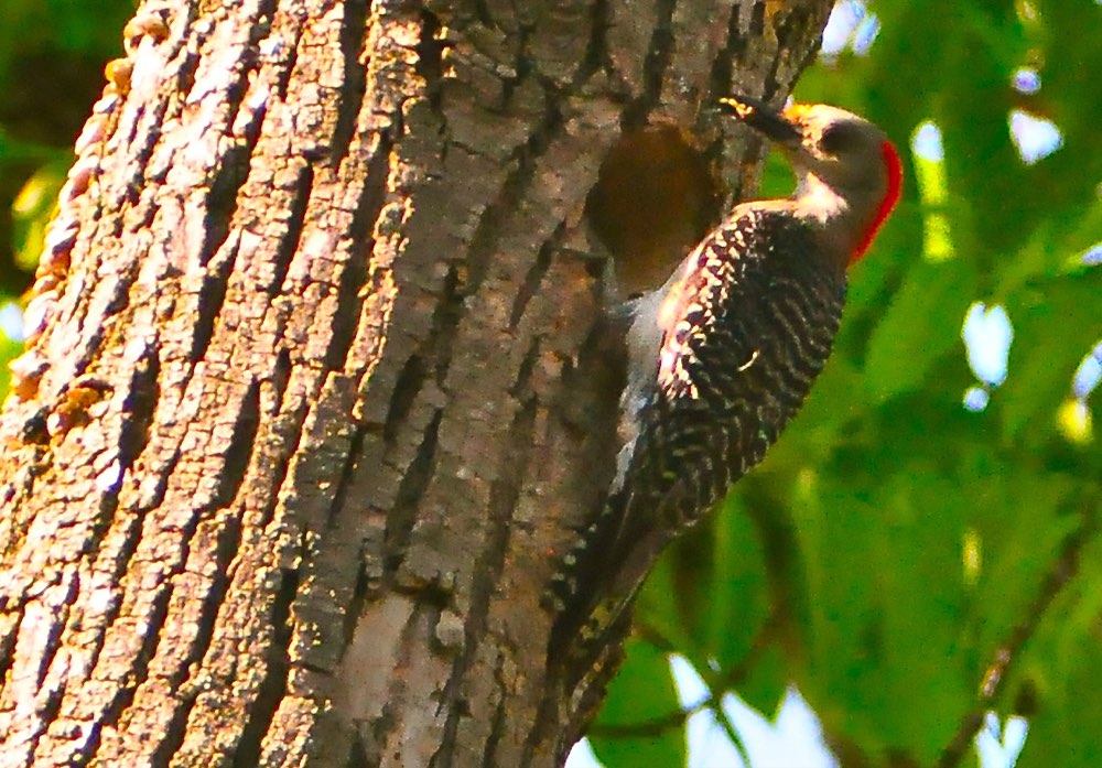 Female Red-bellied Woodpecker