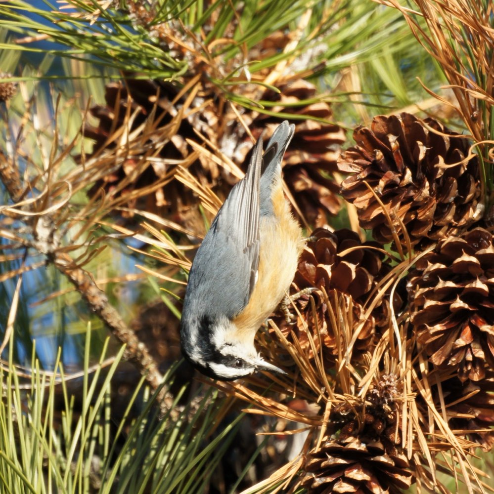 Red-breasted Nuthatch