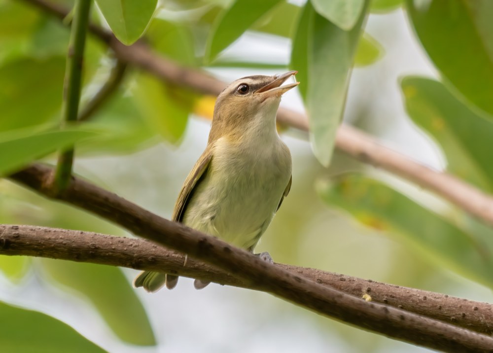 Red-eyed Vireo