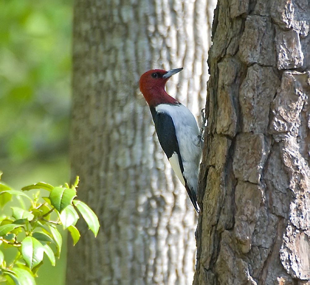 Red-headed Woodpecker