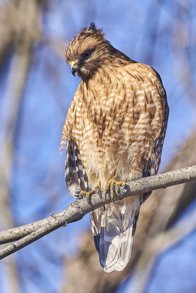 Red-shouldered Hawk