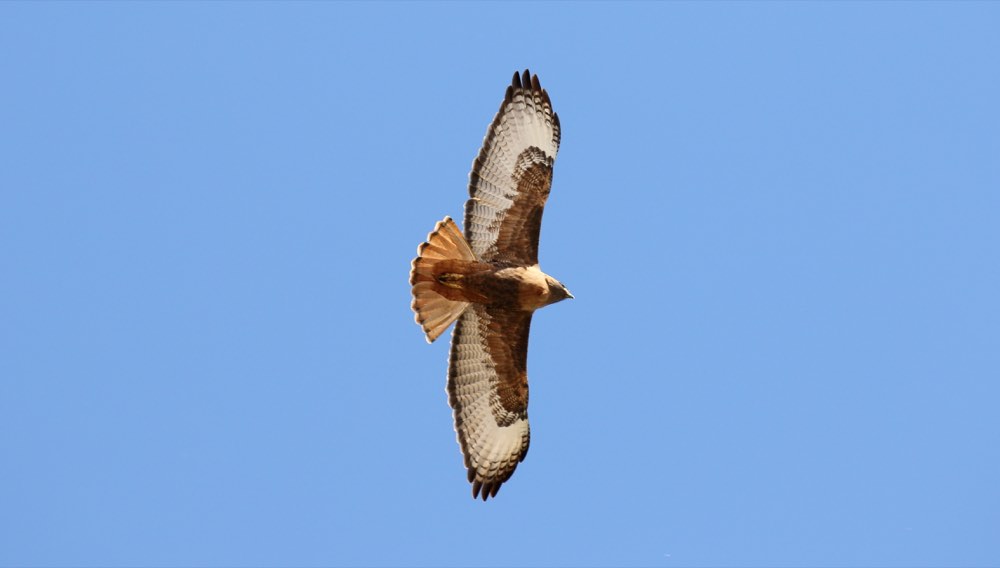 Red-tailed Hawk