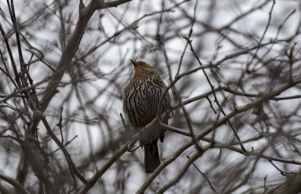 Female Red-winged Blackbird