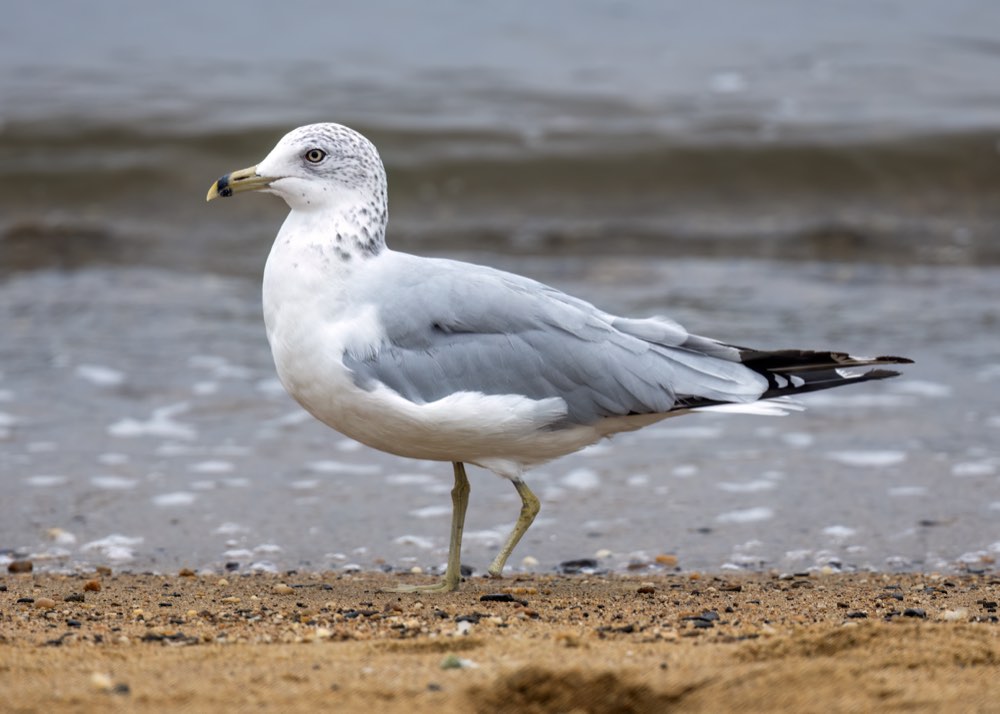 Ring-billed Gull