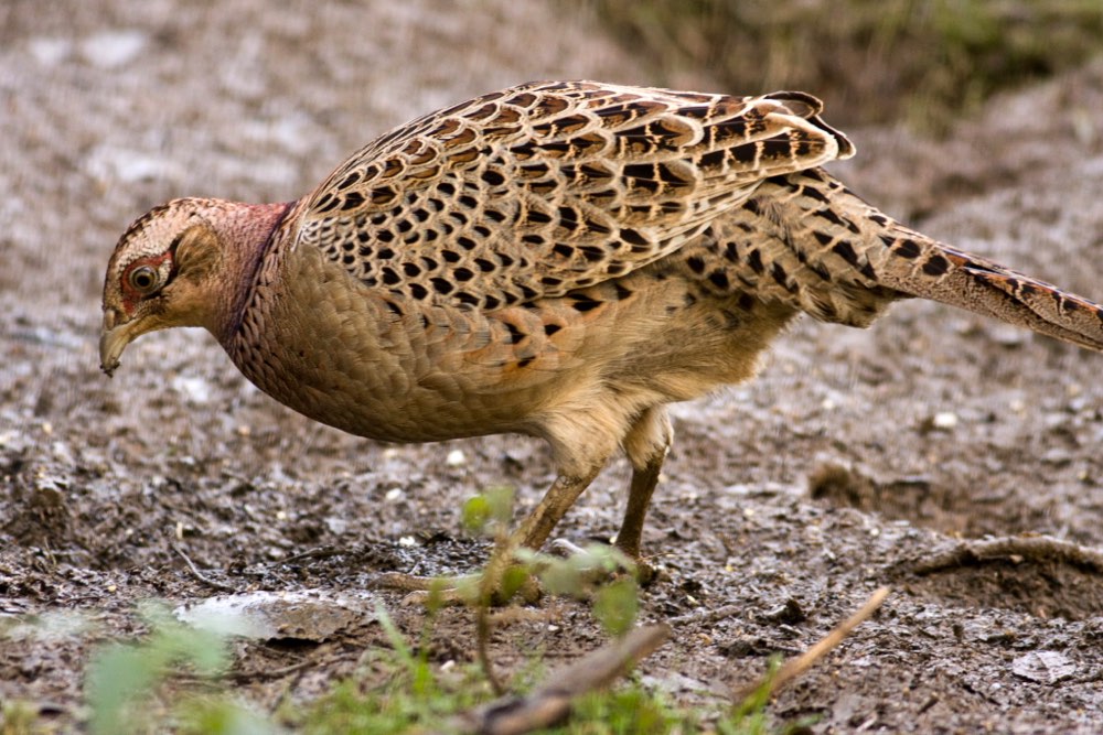 Female Ring-necked Pheasant
