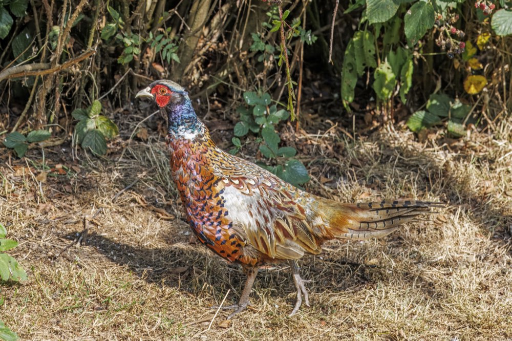 Ring-necked Pheasant