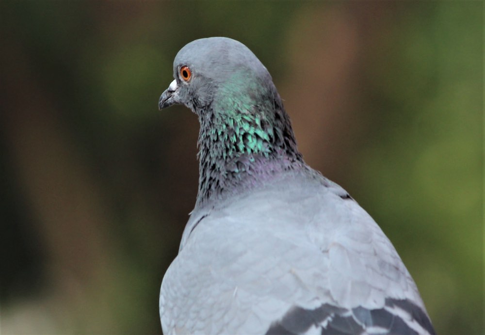 Rock Pigeon