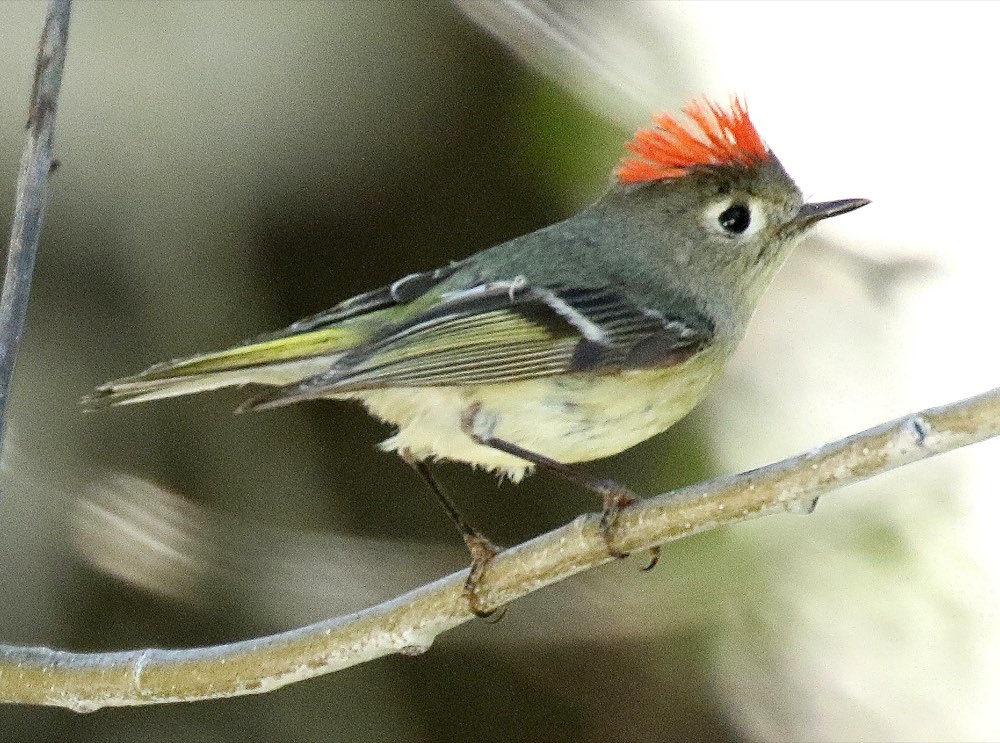 Ruby-crowned Kinglet