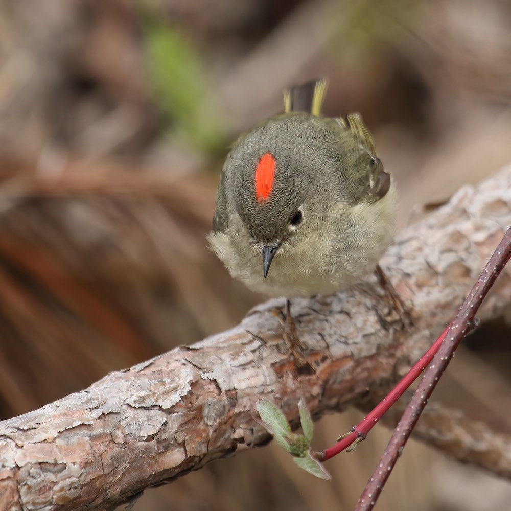 Male Ruby-crowned Kinglet