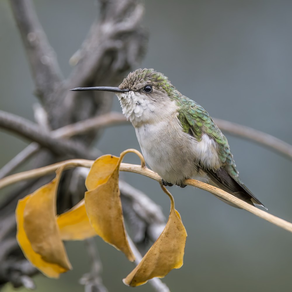 Female Ruby-throated Hummingbird